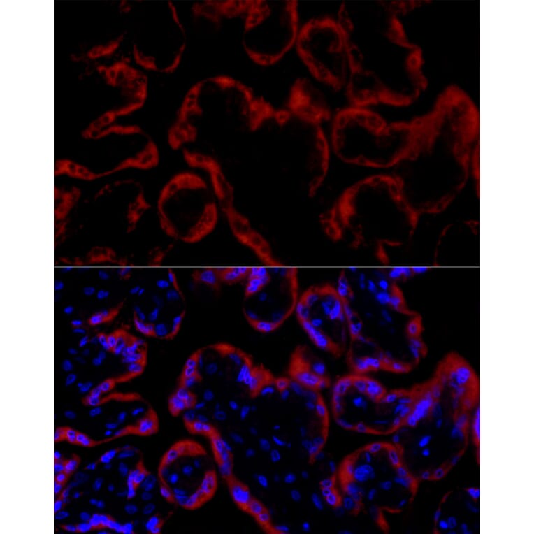 Immunofluorescence - Anti-Growth Hormone Antibody (A10191) - Antibodies.com