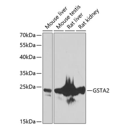 Western Blot - Anti-GSTA2 Antibody (A10192) - Antibodies.com