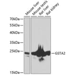 Western Blot - Anti-GSTA2 Antibody (A10192) - Antibodies.com