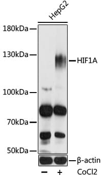 Anti-HIF1A Antibody (A10196) | Antibodies.com