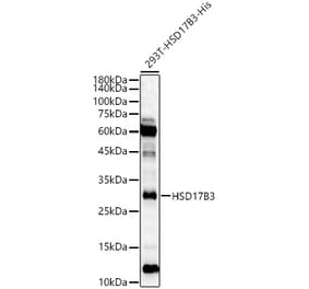 Western Blot - Anti-HSD17B3 Antibody (A10198) - Antibodies.com