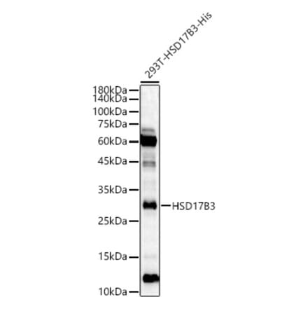 Western Blot - Anti-HSD17B3 Antibody (A10198) - Antibodies.com