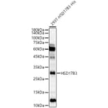 Western Blot - Anti-HSD17B3 Antibody (A10198) - Antibodies.com