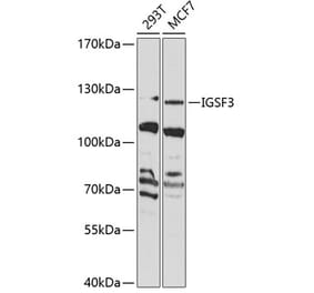 Western Blot - Anti-IGSF3 Antibody (A10199) - Antibodies.com