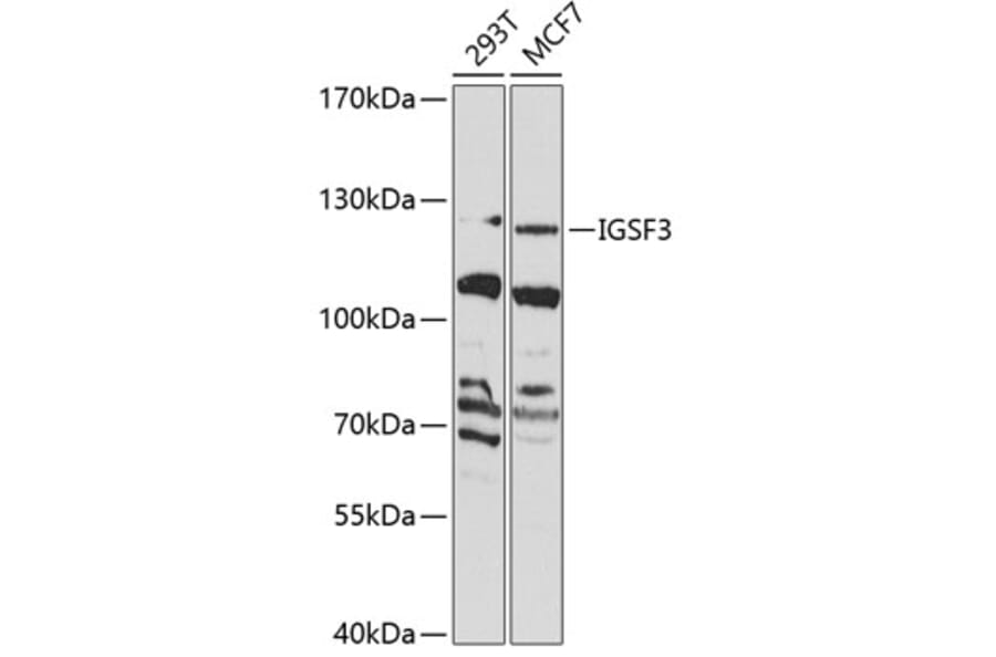 Western Blot - Anti-IGSF3 Antibody (A10199) - Antibodies.com