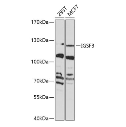 Western Blot - Anti-IGSF3 Antibody (A10199) - Antibodies.com