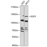Western Blot - Anti-IGSF3 Antibody (A10199) - Antibodies.com