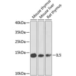 Western Blot - Anti-IL-5 Antibody (A10200) - Antibodies.com
