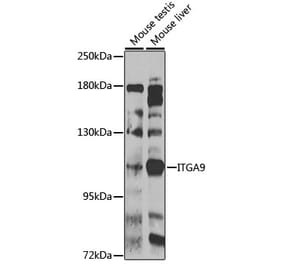 Western Blot - Anti-Integrin alpha 9 Antibody (A10201) - Antibodies.com