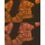 Immunofluorescence - Anti-PFKL Antibody (A10207) - Antibodies.com