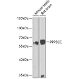 Western Blot - Anti-PPP3CC Antibody (A10209) - Antibodies.com