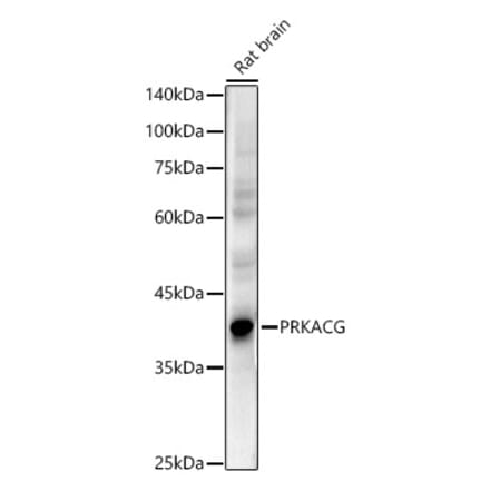 Western Blot - Anti-PRKACG Antibody (A10210) - Antibodies.com