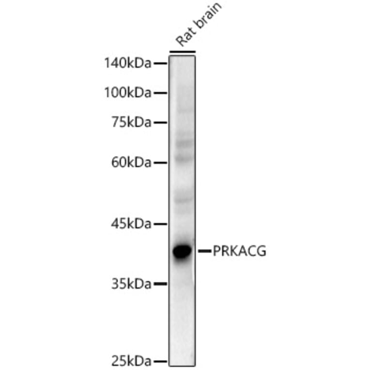 Western Blot - Anti-PRKACG Antibody (A10210) - Antibodies.com