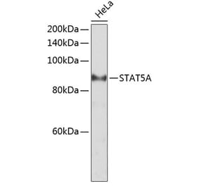 Western Blot - Anti-STAT5 Antibody (A10213) - Antibodies.com