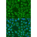 Immunofluorescence - Anti-WNT7B Antibody (A7746) - Antibodies.com