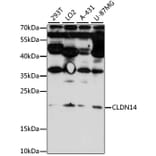 Western Blot - Anti-CLDN14 Antibody (A7787) - Antibodies.com