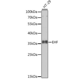 Western Blot - Anti-EHF Antibody (A10221) - Antibodies.com