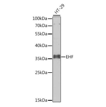 Western Blot - Anti-EHF Antibody (A10221) - Antibodies.com