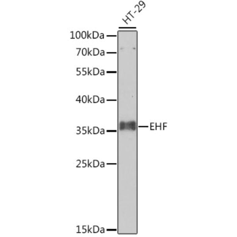 Western Blot - Anti-EHF Antibody (A10221) - Antibodies.com