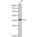 Western Blot - Anti-EHF Antibody (A10221) - Antibodies.com