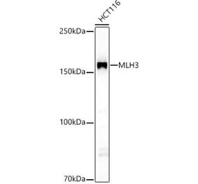 Western Blot - Anti-MLH3 Antibody (A10222) - Antibodies.com