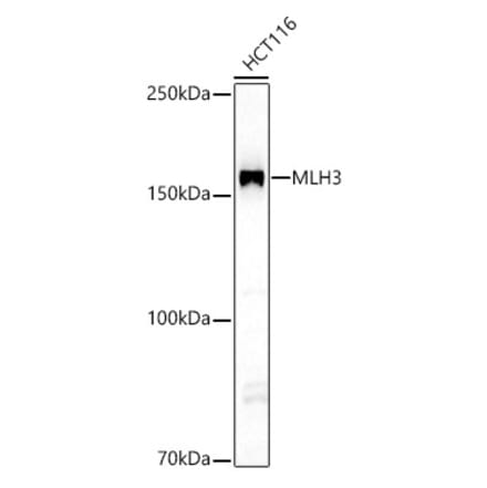 Western Blot - Anti-MLH3 Antibody (A10222) - Antibodies.com