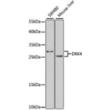Western Blot - Anti-DKK4 Antibody (A7797) - Antibodies.com