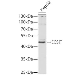 Western Blot - Anti-ECSIT Antibody (A10226) - Antibodies.com