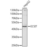 Western Blot - Anti-ECSIT Antibody (A10226) - Antibodies.com