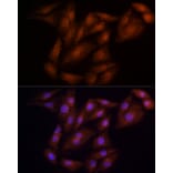Immunofluorescence - Anti-ECSIT Antibody (A10226) - Antibodies.com