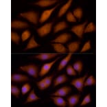Immunofluorescence - Anti-ECSIT Antibody (A10226) - Antibodies.com