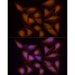 Immunofluorescence - Anti-ECSIT Antibody (A10226) - Antibodies.com