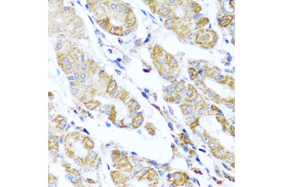 Immunohistochemistry - Anti-DARS2 Antibody (A10227) - Antibodies.com