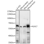 Western Blot - Anti-KLHL7 Antibody (A10229) - Antibodies.com