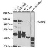 Western Blot - Anti-TM9SF3 Antibody (A7819) - Antibodies.com