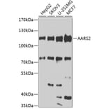 Western Blot - Anti-AARS2 Antibody (A10232) - Antibodies.com