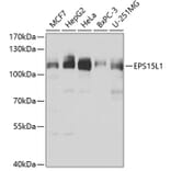 Western Blot - Anti-EPS15R Antibody (A10233) - Antibodies.com