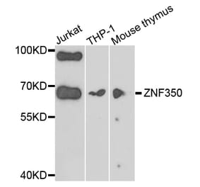 Western Blot - Anti-ZNF350 Antibody (A7829) - Antibodies.com