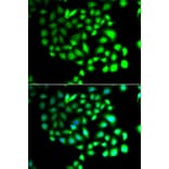 Immunofluorescence - Anti-TCEAL8 Antibody (A7845) - Antibodies.com