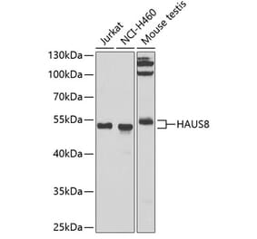 Western Blot - Anti-NYS48 Antibody (A10238) - Antibodies.com