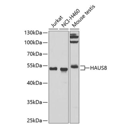 Western Blot - Anti-NYS48 Antibody (A10238) - Antibodies.com