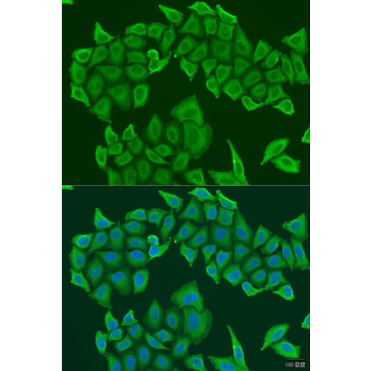 Immunofluorescence - Anti-NYS48 Antibody (A10238) - Antibodies.com