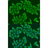 Immunofluorescence - Anti-NYS48 Antibody (A10238) - Antibodies.com