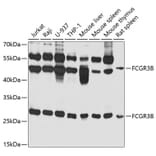 Western Blot - Anti-CD16b Antibody (A10243) - Antibodies.com