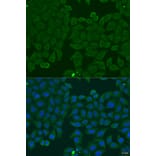 Immunofluorescence - Anti-IFNA6 Antibody (A7903) - Antibodies.com