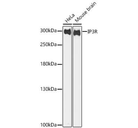 Western Blot - Anti-IP3 Receptor Antibody (A10245) - Antibodies.com