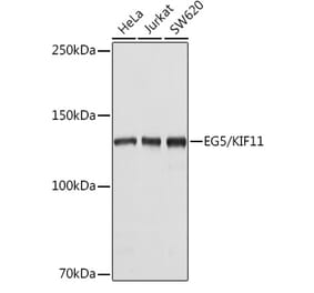 Western Blot - Anti-Eg5 Antibody (A10246) - Antibodies.com