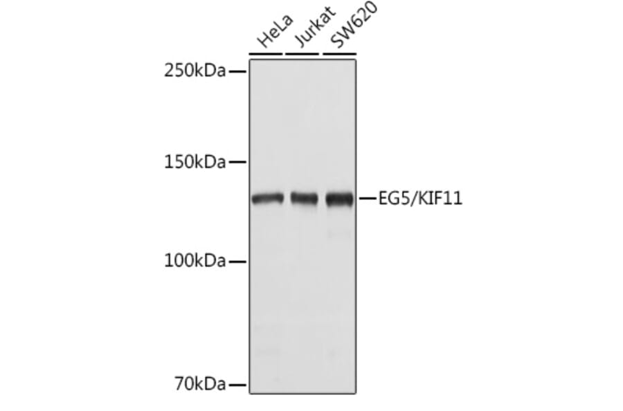 Western Blot - Anti-Eg5 Antibody (A10246) - Antibodies.com