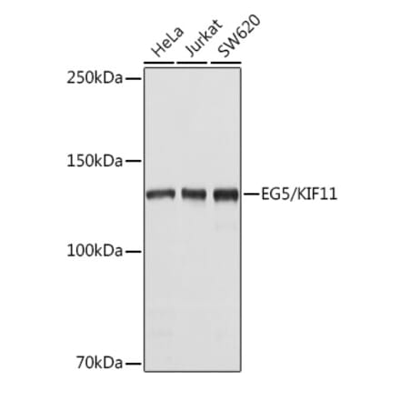 Western Blot - Anti-Eg5 Antibody (A10246) - Antibodies.com
