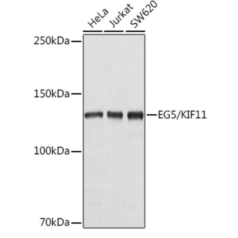 Western Blot - Anti-Eg5 Antibody (A10246) - Antibodies.com